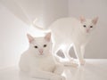 Two white cats looking at the camera with serious eyes