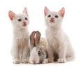 Two white cats and rabbit Royalty Free Stock Photo