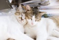 Two white cats sleep happily on piles of documents .