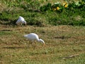 two white cattle egret bird in a field on Grande-Terre in Guadeloupe