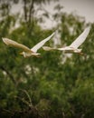 White cattle egrets soaring in the sky over a lush landscape Royalty Free Stock Photo