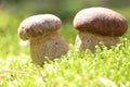 Two white ceps moss sun Royalty Free Stock Photo