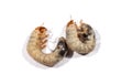 Two white chafer grub isolated on white background. Larva of the May beetle.