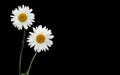 Two white chamomile camomile on black background