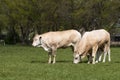 Two white Charolais beef cattle in a pasture in a dutch countryside. With the cows. Against tree background