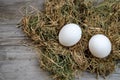 Two white chicken eggs lie in the hay on a blurry wooden background. Selective focus. Space for lettering and design Royalty Free Stock Photo