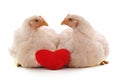 Two white chickens with a heart Royalty Free Stock Photo