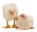 Two white chickens Royalty Free Stock Photo