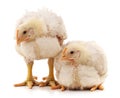 Two white chickens Royalty Free Stock Photo