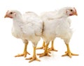Two white chickens Royalty Free Stock Photo