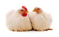 Two white chickens Royalty Free Stock Photo