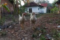 two white chickens looking for food in a simple village atmosphere.