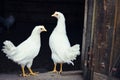 Two White Chickens Royalty Free Stock Photo