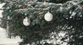 Two white christmas balls hang on snowy branch of blue spruce tree outside Royalty Free Stock Photo