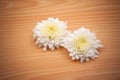 Two white Chrysanthemum Flower on wood Background Royalty Free Stock Photo