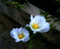 The two white color flower looking very beautiful