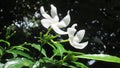 two white color flowers.commonly called pinwheel flower, crape jasmine, East India rosebay. & x28;Tabernaemontana divaricata& x29;