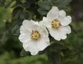 close-up: two white colored wild rose blossoms under the rain Royalty Free Stock Photo
