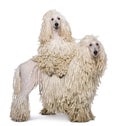 Two White Corded standard Poodles in front of white background Royalty Free Stock Photo