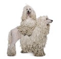 Two White Corded standard Poodles standing in front of white background Royalty Free Stock Photo