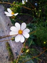 Two white cosmos bipinnatus flowers near the road Royalty Free Stock Photo