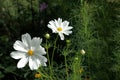 Two white Cosmos blooms in the sunlight contrast with the background shadows. Royalty Free Stock Photo