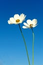 Two white Cosmos flowers against a dark blue sky isolated Royalty Free Stock Photo