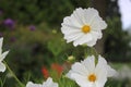 Two white cosmos flowers with blurred background Royalty Free Stock Photo