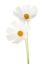 Two white Cosmos flowers isolated on white background. Garden Cosmos Royalty Free Stock Photo