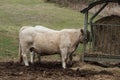 white cows eating straw in a meadow Royalty Free Stock Photo