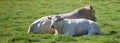 Two white cows roaming and resting on sustainable farm in pasture field in countryside. Raising and breeding livestock