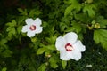 Two white crimsoneyed flowers of Hibiscus syriacus in mid August