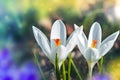 Two white crocus flowers backlit by the sun. Royalty Free Stock Photo