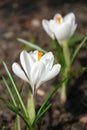 Two white crocus flowers Royalty Free Stock Photo