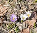 Two white crocus and one purple