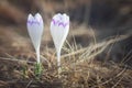 Two white crocus