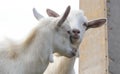 Two white cute funny goats Royalty Free Stock Photo