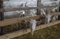 Two white cute funny goats at the local farm Royalty Free Stock Photo