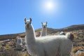 Two white cute llama looking at the camera. Royalty Free Stock Photo