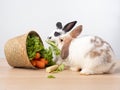 Two white cute rabbit eating green lettuce and carrot in the wooden basket on wooden table and white background. Royalty Free Stock Photo