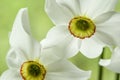 Two white daffodil flowers on a light green background