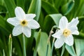 Two white daffodil flowers in summer garden. Growing plants in flower bed for bouquets
