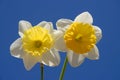 Spring flowers, two beautiful daffodils against blue sky Royalty Free Stock Photo