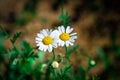 Two white daisies Royalty Free Stock Photo