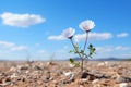two white daisies growing out of the ground in the desert Royalty Free Stock Photo