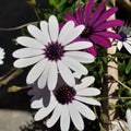 Two white daisies and one purple daisy in a garden Royalty Free Stock Photo