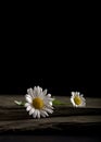 Two White Daisies on a Slate Slab