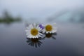 Two white daisies on the top of water. Royalty Free Stock Photo