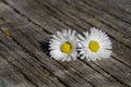 Daisy flowers on wooden table background with copy space Royalty Free Stock Photo