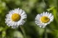 Two White Daisies With Yellow Centers in a Field Royalty Free Stock Photo